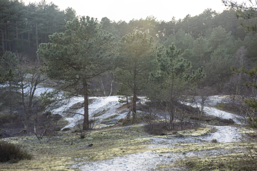 Heidag organiseren in de natuur Schoorl Noord-Holland Avalon